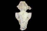 Oreodont (Merycoidodon) Partial Skull - Wyoming #113030-3